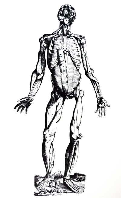 Les planches du septième livre de De Humani Corporis Fabrica - Andreas Vesalius
