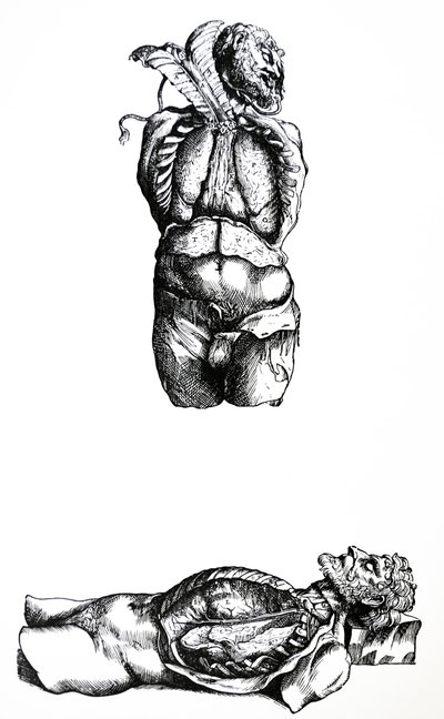 Les planches du sixième livre de De Humani Corporis Fabrica - Andreas Vesalius