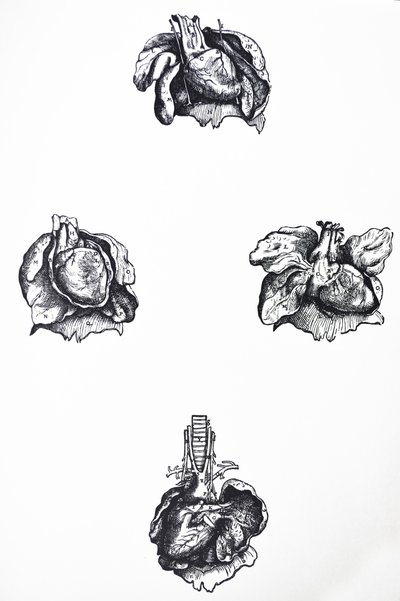 Les planches du sixième livre de De Humani Corporis Fabrica - Andreas Vesalius