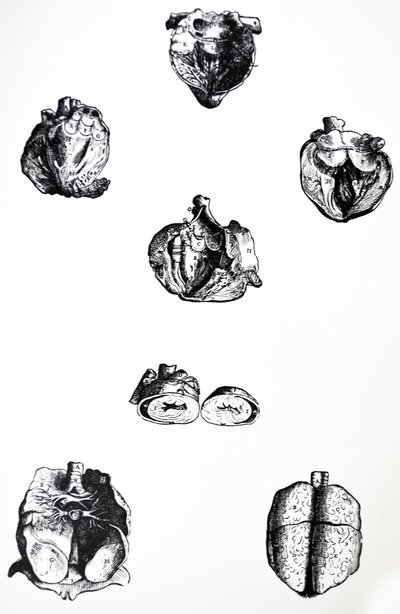 Les Planches du sixième livre de De Humani Corporis Fabrica - Andreas Vesalius
