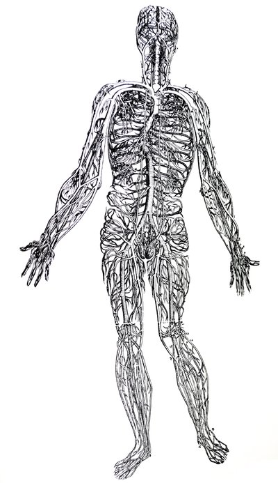 Les Planches du Troisième Livre de De Humani Corporis Fabrica - Andreas Vesalius