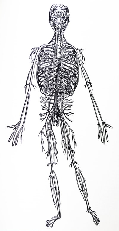 Les Planches du Troisième Livre de la De Humani Corporis Fabrica - Andreas Vesalius