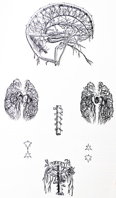 Les planches du troisième livre de De Humani Corporis Fabrica - Andreas Vesalius