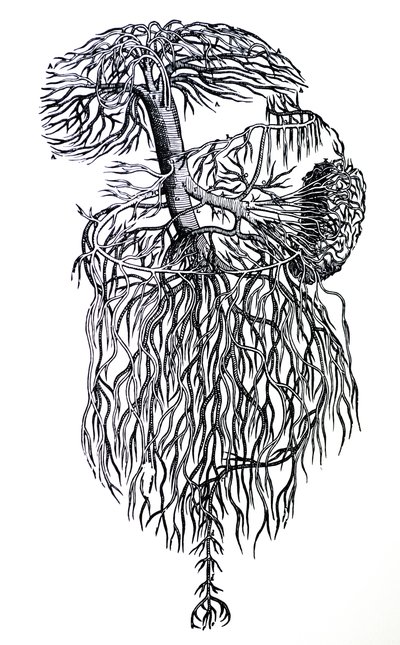 Les Planches du Troisième Livre de De Humani Corporis Fabrica - Andreas Vesalius