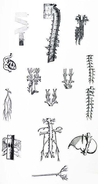Les planches du troisième livre de De Humani Corporis Fabrica - Andreas Vesalius