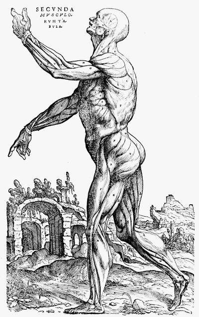 La deuxième planche des muscles, du Livre II de De humani corporis fabrica, 1543 - Andreas Vesalius