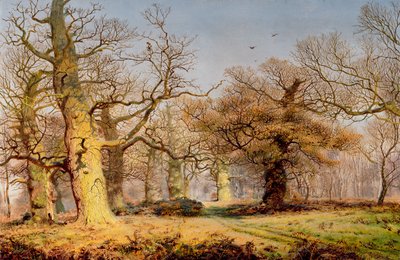 Chênes dans la forêt de Sherwood - Andrew MacCallum