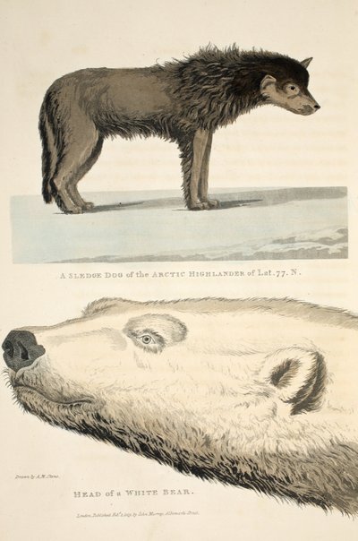 Un chien de traîneau de l
