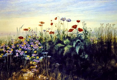 Fleurs sauvages - Andrew Nicholl