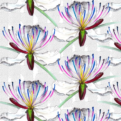 Fleurs de Câprier, 2017 - Andrew Watson
