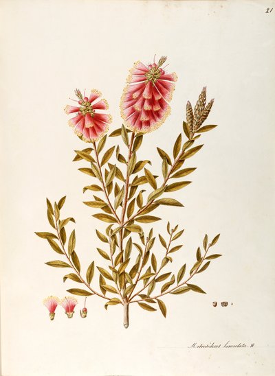 Rince-bouteille cramoisi (Callistemon citrinus Stapf), Myrtaceae, arbuste à feuilles persistantes, originaire d