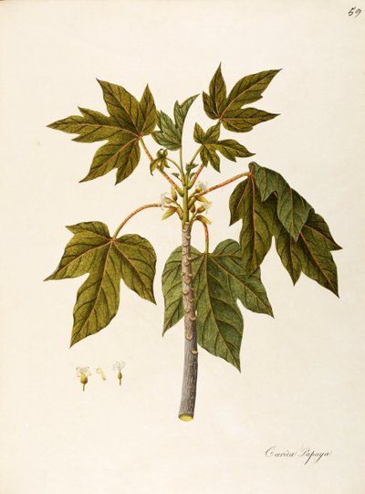 Papaye (Carica papaya), Caricaceae, arbre de serre chaude avec feuilles persistantes, cultivé pour son fruit, originaire d