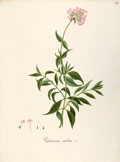 Valérianacées, Valériane rouge (Centranthus ruber), plante herbacée vivace pour parterres de fleurs ou jardins rocheux, spontanée en Italie, par Angela Rossi Bottione et collaborateurs, aquarelle - Angela Rossi Bottione