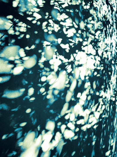 Ombres abstraites de feuilles - Angelo Cerantola