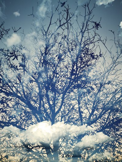 Des arbres sous un ciel bleu de rêve - Angelo Cerantola