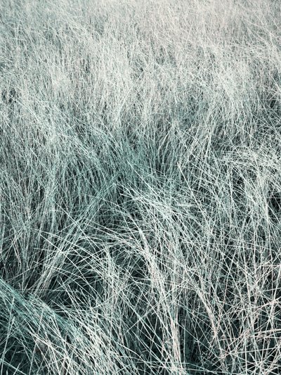 Herbe argentée ondulante - Angelo Cerantola