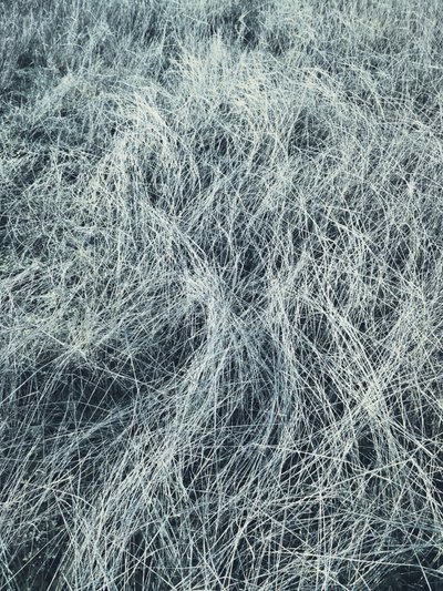 Herbe gelée en hiver - Angelo Cerantola