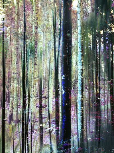 Les teintes de la forêt mystique - Angelo Cerantola