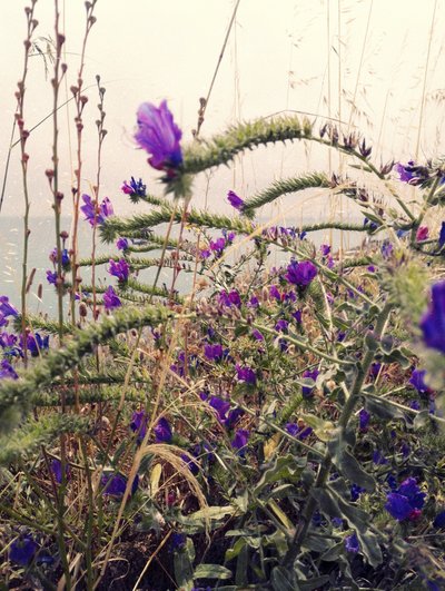 Fleur violette au-dessus de l