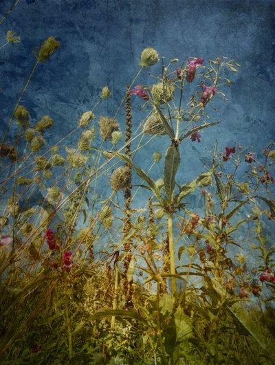 Blues des champs sauvages - Angelo Cerantola
