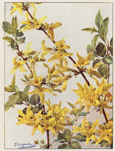 Forsythia Suspensa, un bel arbuste de début de printemps - Angelo Fairfax Muckley