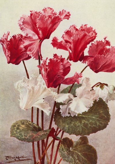 Le Cyclamen papillon - Angelo Fairfax Muckley