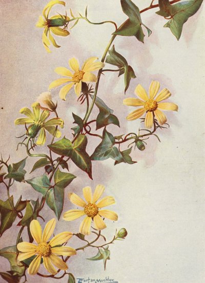 Le lierre du Cap jaune, Senecio Macroglossus - Angelo Fairfax Muckley