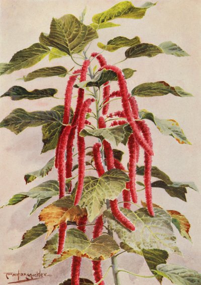 Le beau Acalypha Hispida à queue rouge, Sanderiana - Angelo Fairfax Muckley