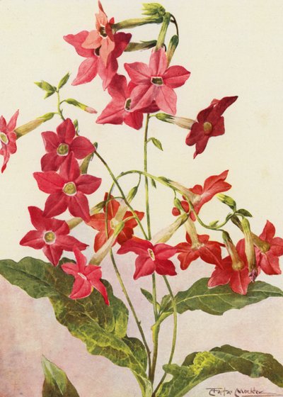 La belle plante de tabac Nicotiana Sanderae - Angelo Fairfax Muckley