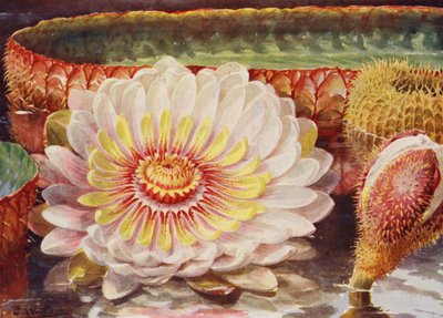 Victoria Regia, la plus noble de toutes les plantes aquatiques - Angelo Fairfax Muckley