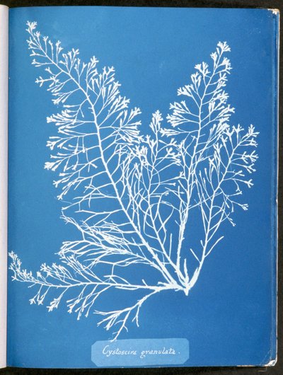 Cystoseira granulata, de "Photographies d