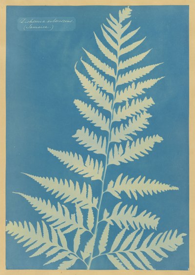  - Anna Atkins