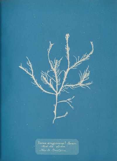Fucus æruginosus Turner. Mer Méditerranée Sisbon Nouveau en Grande-Bretagne., vers 1853 - Anna Atkins