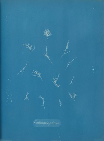 Grateloupia filicina - Anna Atkins
