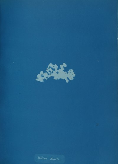 Padina deusta, vers 1853 - Anna Atkins