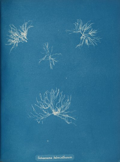 Schizonema helminthosum, vers 1853 - Anna Atkins