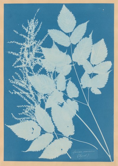 Spiraea aruncus (Tyrol) - Anna Atkins