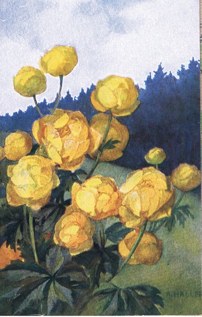 Fleur Jaune, Carte Postale, Années 1940 - Anna Haller
