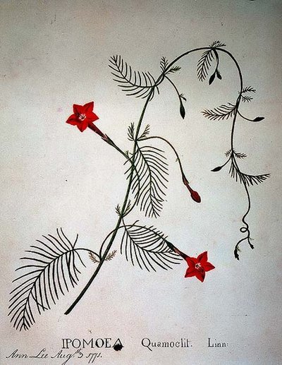 Liane de cyprès : Ipomoea quomoclit - Anna Lee