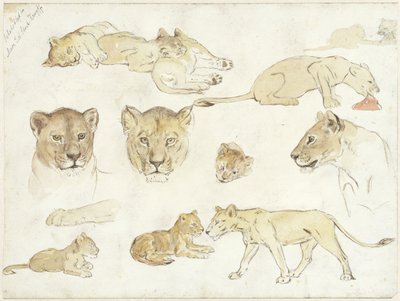 Études de lions - Anna Maria Kruijff