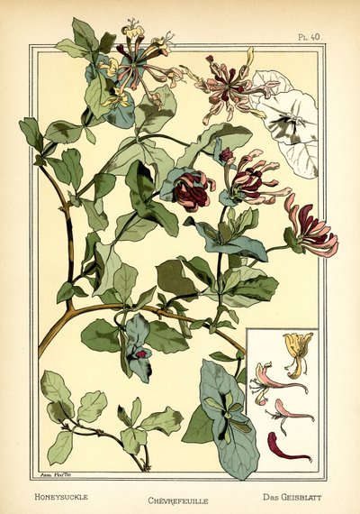 Le chèvrefeuille - Anna Martin