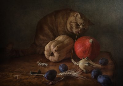 La récolte du chat curieux - Anna Petina