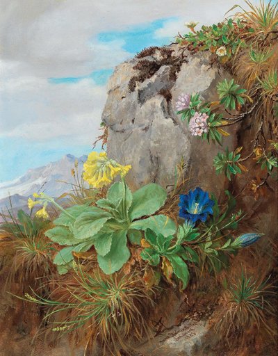 Fleurs des Alpes - Anna Stainer-Knittel