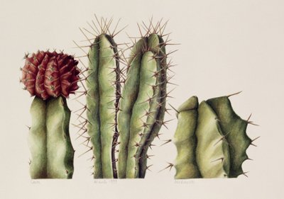 Cactus, 1999 - Annabel Barrett