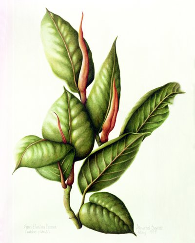 Plante en caoutchouc - Annabel Barrett
