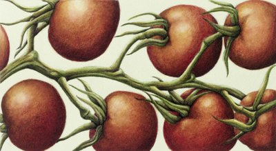 Vigne de tomate - Annabel Barrett