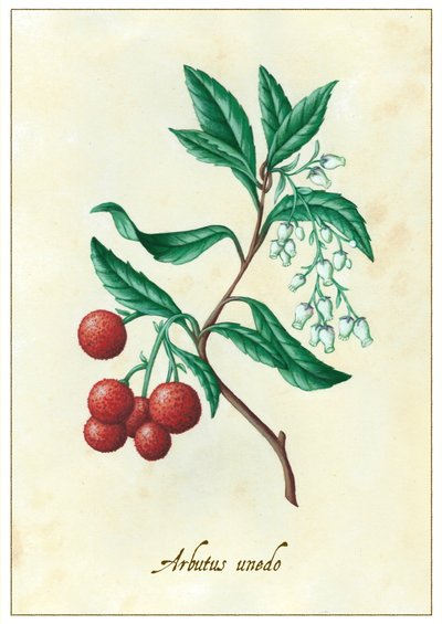 Arbutus unedo, 2015 - Annalisa Morrocco