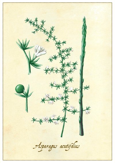 Asparagus acutifolius - Annalisa Morrocco