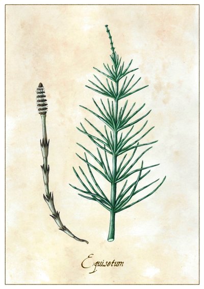 Équisetum, 2015 - Annalisa Morrocco