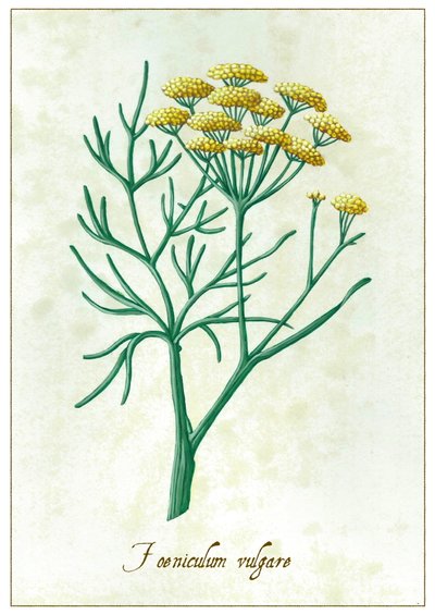 Foeniculum vulgare - Annalisa Morrocco